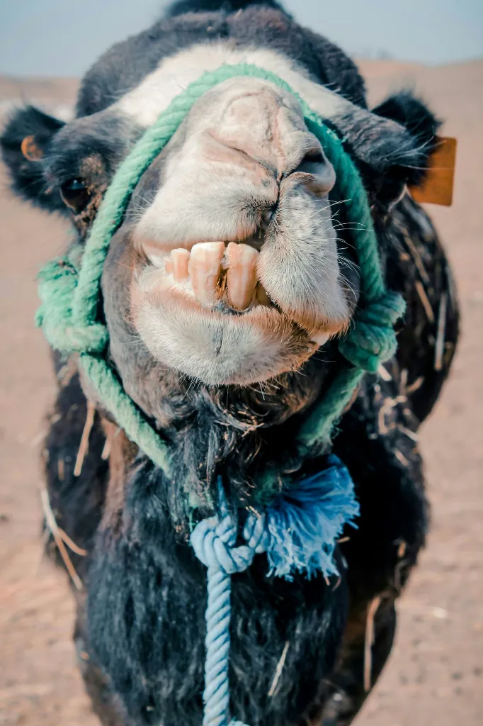 unsplash_weOtk3U7tXc_camel teeth.webp