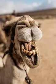 Camel1